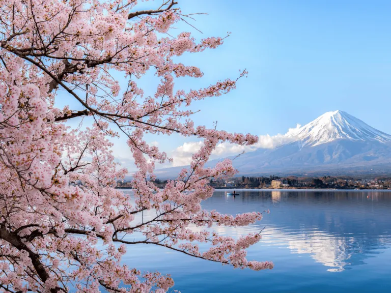 cherry blossom trees with mount fuji in the background in japan