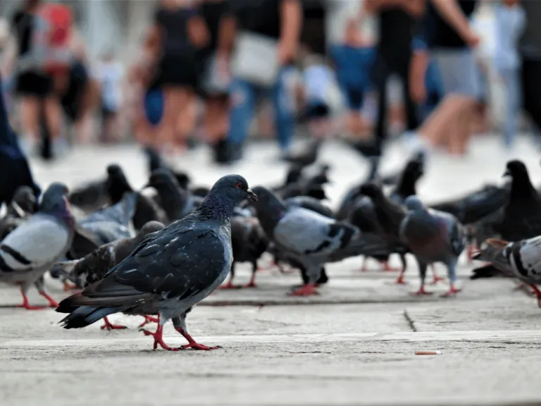 pigeons on the street