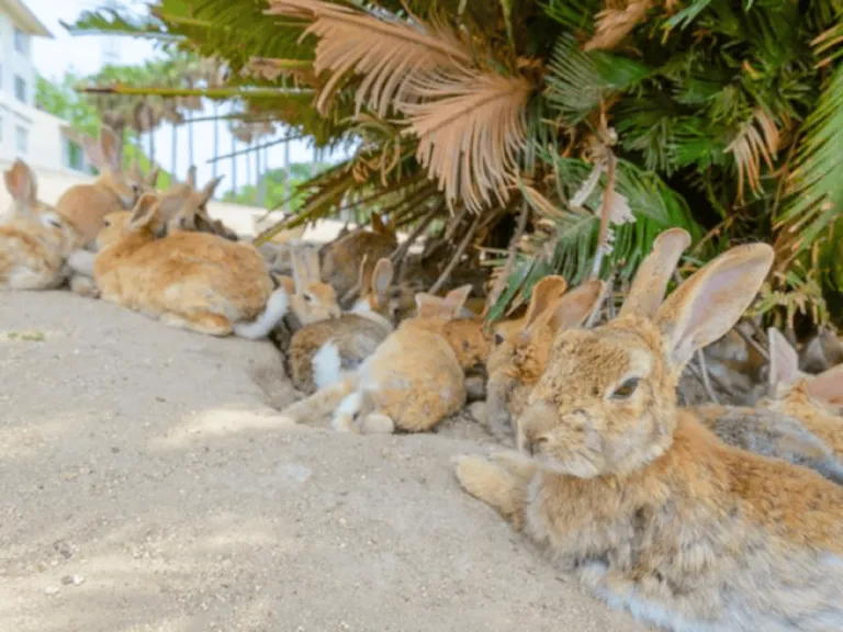 rabbit island in okunoshima island japan