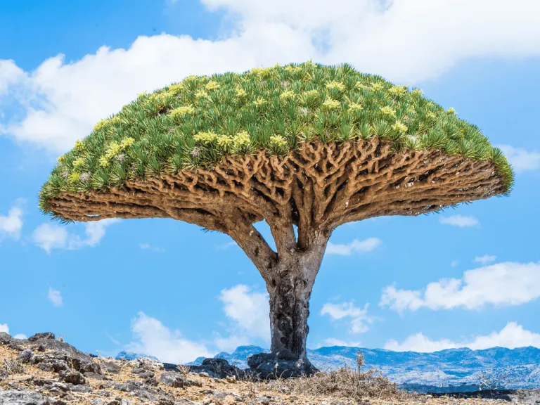 socotra island in yemen