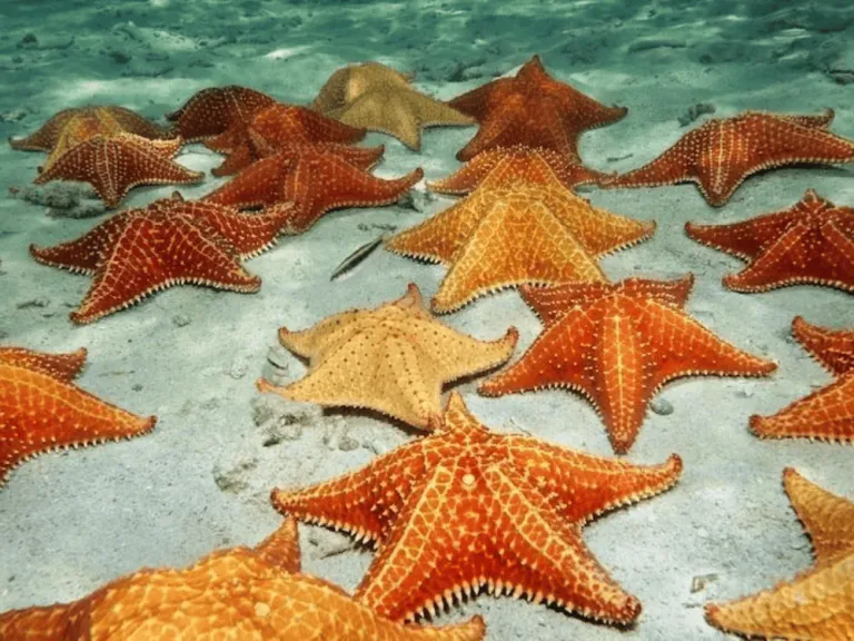 starfish at starfish island palawan