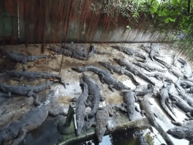 crocodiles at crocodile farm palawan