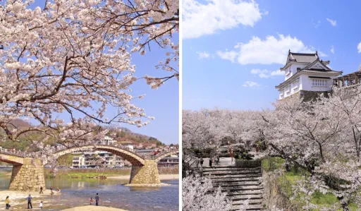 image for article Hidden Cherry Blossoms in Japan for a Crowd-Free Escape