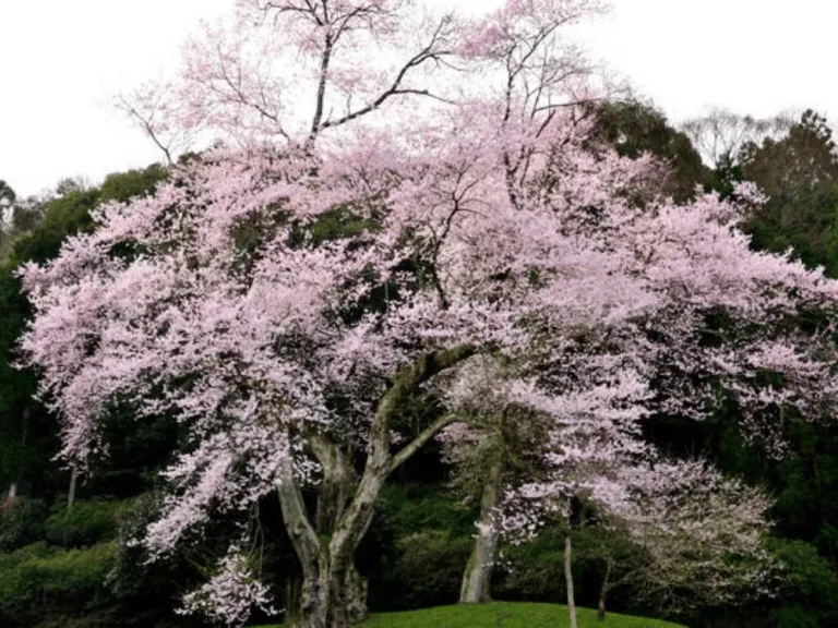 kira no edo higan zakura japan