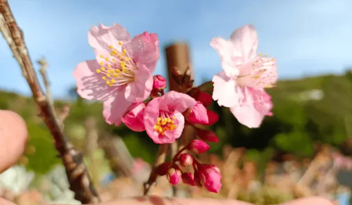 image for article Where to See Sakura-Like Blooms in the Philippines—No Passport Needed!