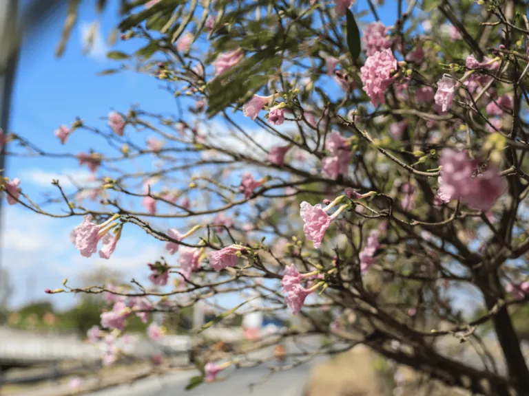 pink trumpet trees in taguig city