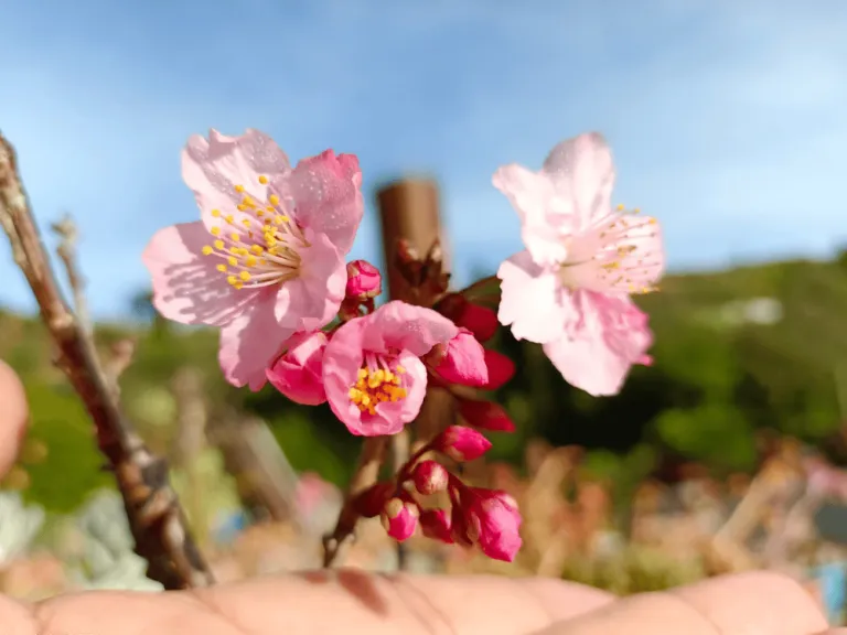 sakura trees in haight&#039;s farm in benguet