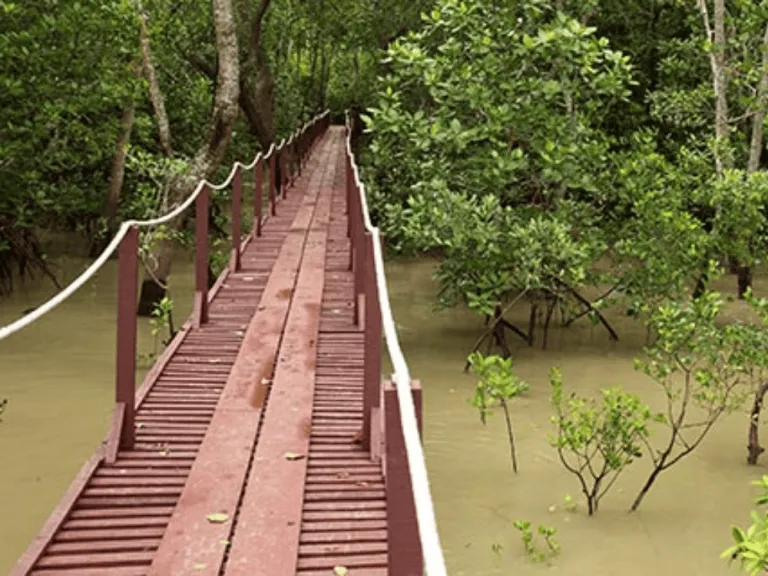 wooden walkway in selangor nature park