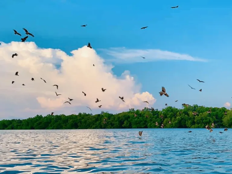 eagles flying on the horizon with beach in the background in selangor malaysia