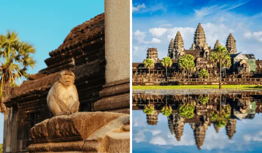 image for article Monkey Attacks in Cambodia? How YouTubers Endanger Tourist Safety