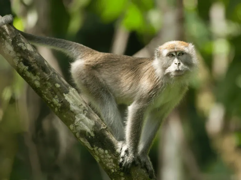 macaque