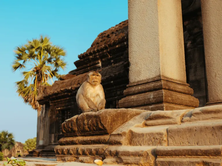 macaque monkeys in cambodia