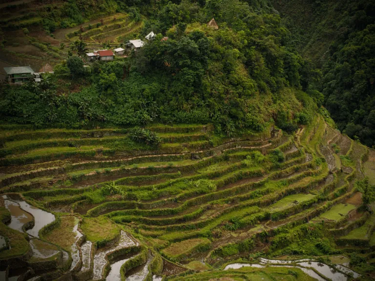 rice terraces in sagada