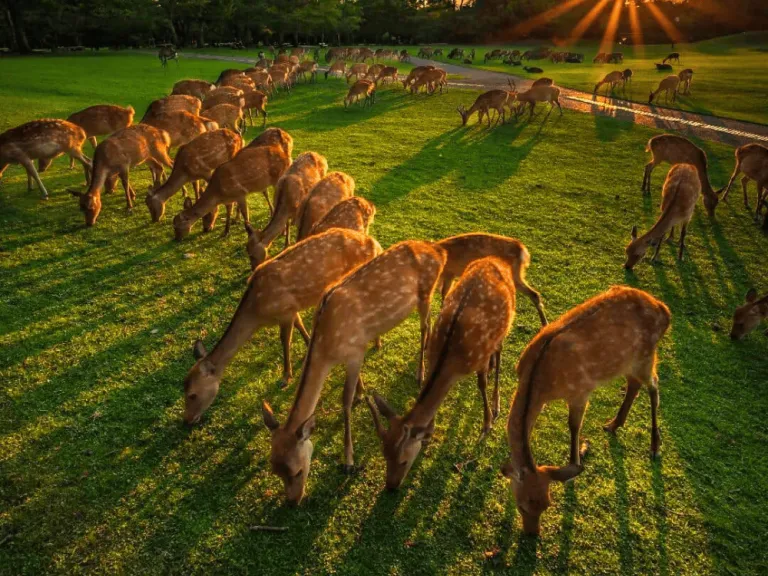 Nara Prefecture