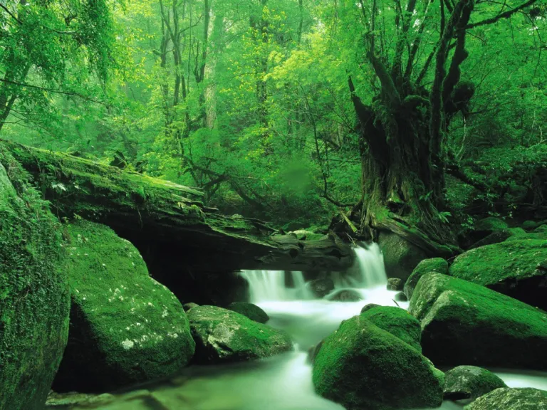 Yakushima, Kagoshima 