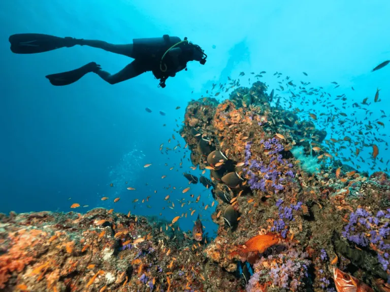 diving in maldives