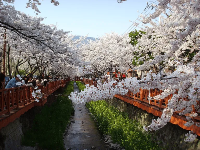 jinhae cherry blossom festival