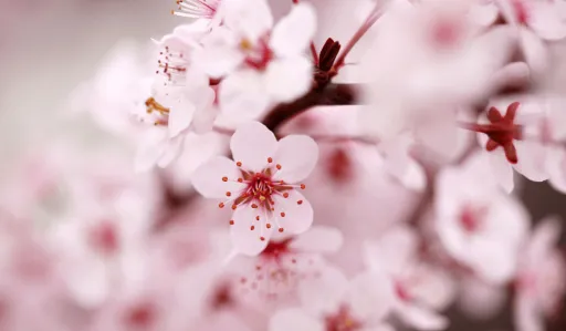 image for article Plum Blossoms in Japan: A Must-See Alternative to Cherry Blossoms