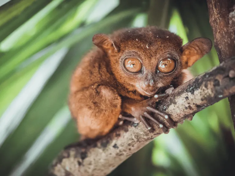 tarsiers in bohol