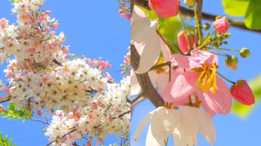 image for article Palawan’s Cherry Blossoms: Your Insta-Worthy Guide to the Balayong Bloom