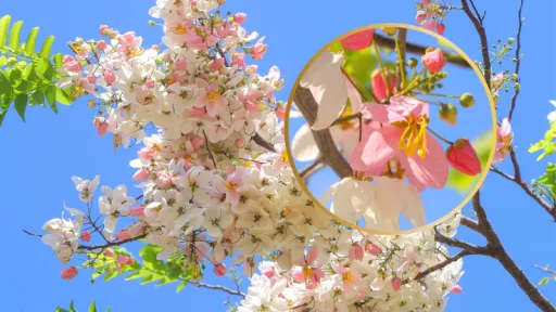 image for article Palawan’s Cherry Blossoms: Your Insta-Worthy Guide to the Balayong Bloom