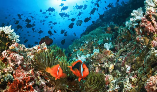 image for article Anilao Diving Guide: Best Dive Sites, Travel Tips, and Must-Try Underwater Adventures