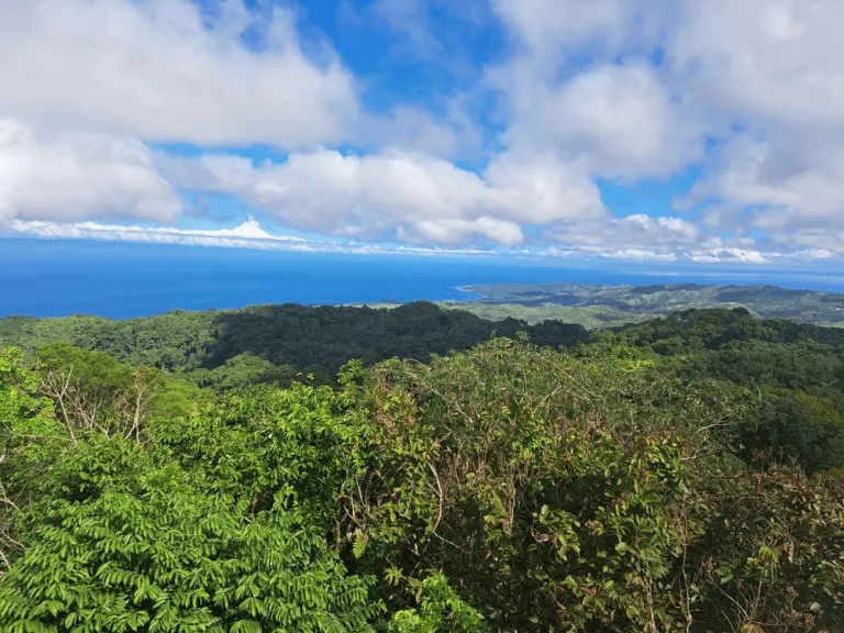 Mt. Bandilaan National Park 