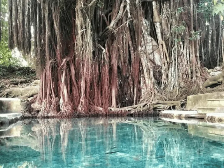 Old Enchanted Balete Tree