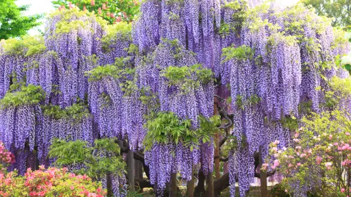 image for article Ashikaga Wisteria Festival 2025: Japan’s Dreamiest Spring Event