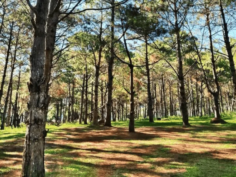 Don Salvador Benedicto in Negros Occidental 