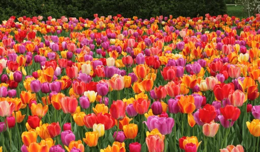 image for article Ultimate Guide To The Best Tulip Fields In the Netherlands: When And Where To Visit