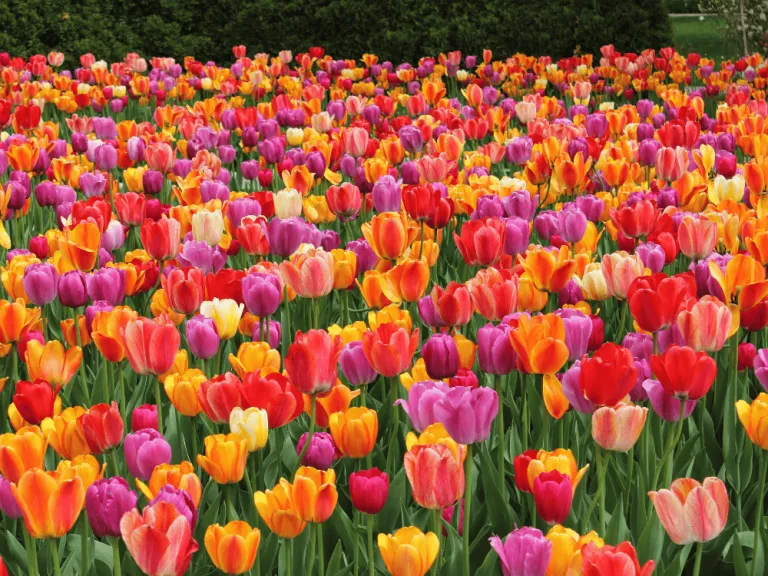 Tulip season in the Netherlands