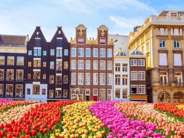 tulips field in Amsterdam, Netherlands