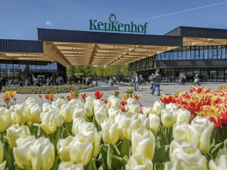 Keukenhof tulip fields