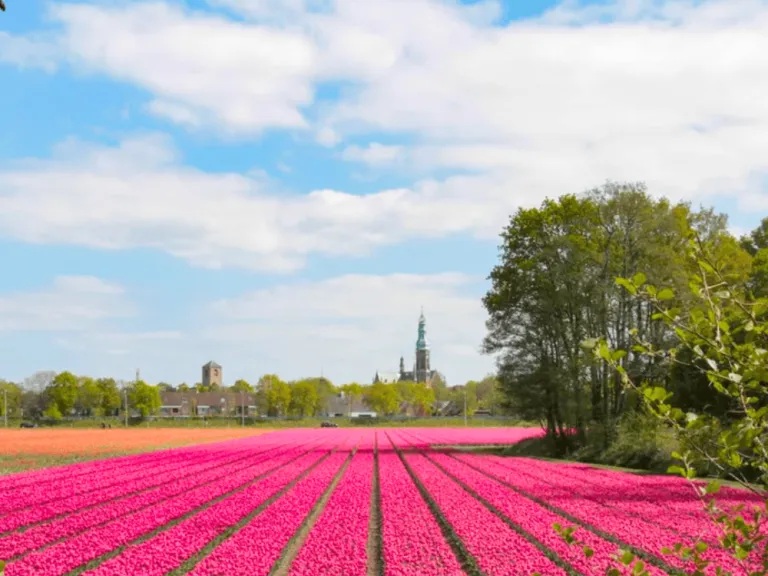 tulip fields in Lisse, Netherlands