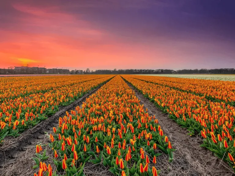 tulip fields in Noordwijkerhout, Netherlands