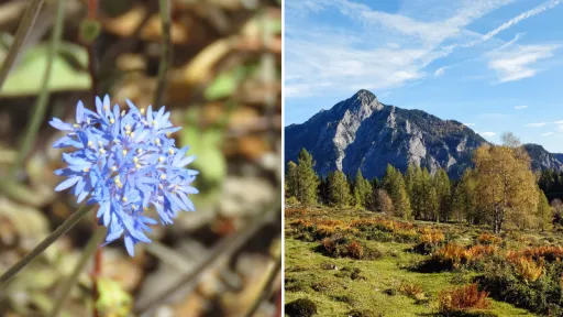 image for article Where to See Stunning Wildflowers in Australia: A Blooming Adventure