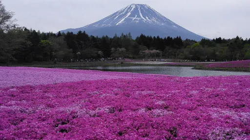 image for article Plan Ahead: Your Guide to the 2025 Rainbow Flower Festival in Yamanashi, Japan