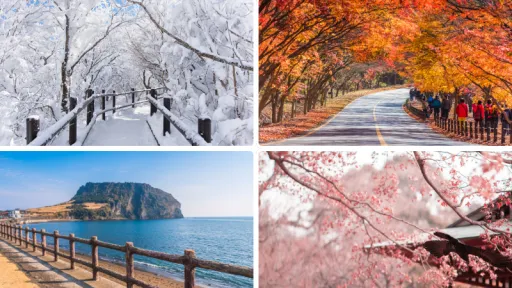 image for article Best Time to Visit South Korea: A Season-by-Season Guide