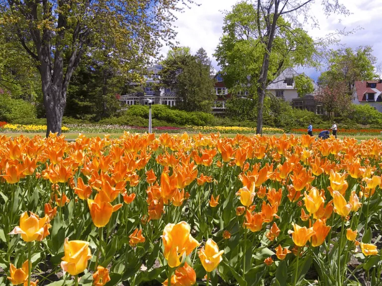 Canadian Tulip Festival 