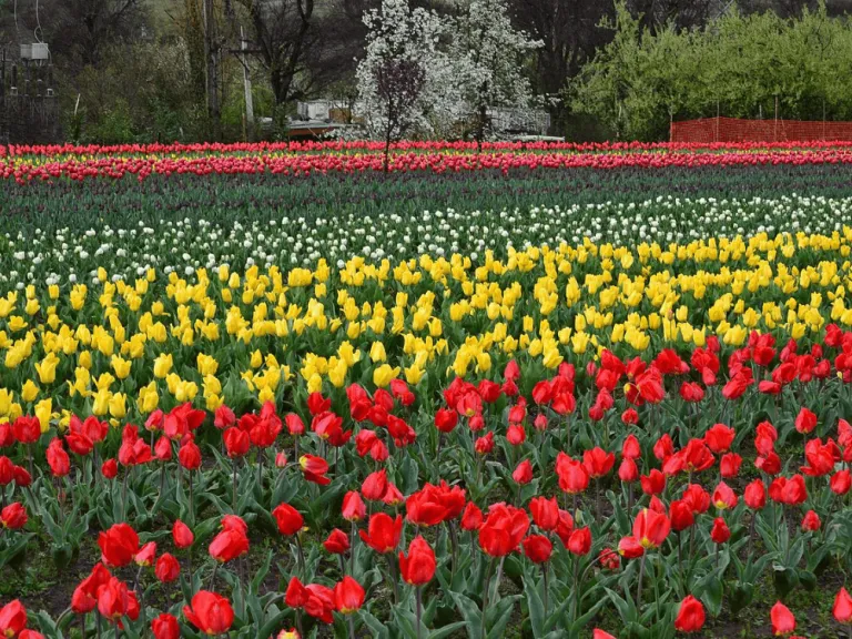 Srinagar Tulip Festival 