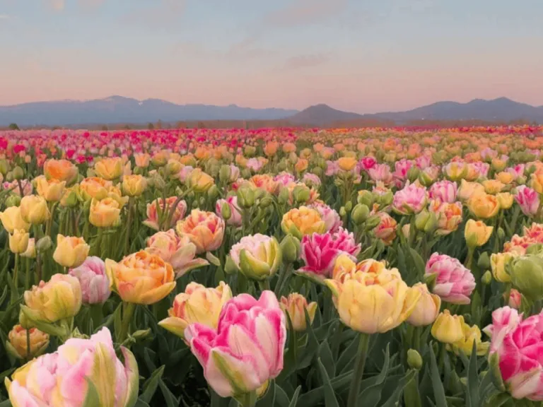 Skagit Valley Tulip Festival 