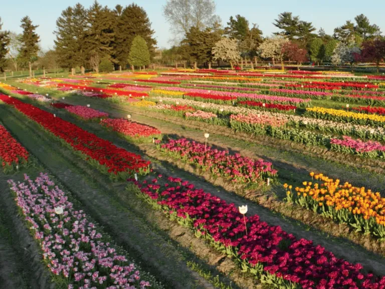 Holland, Michigan Tulip Festival