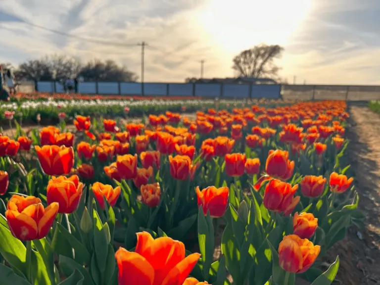 Texas Tulip Festival