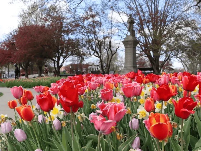 Pella&rsquo;s Tulip Festival 