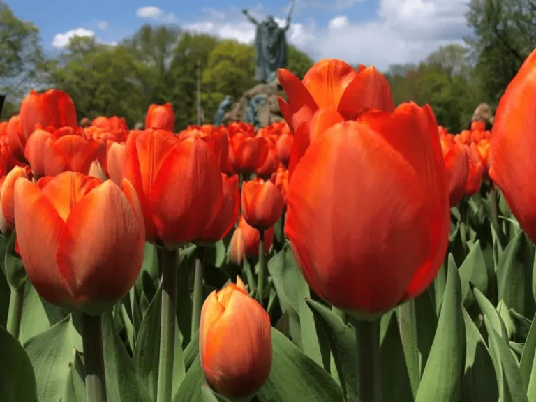 Albany Tulip Festival 