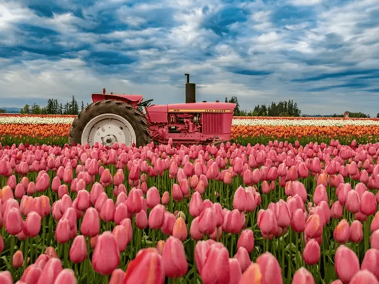 Wooden Shoe Tulip Festival 