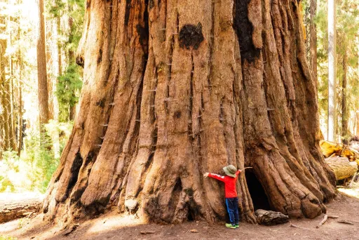 image for article Where to see the world’s biggest trees