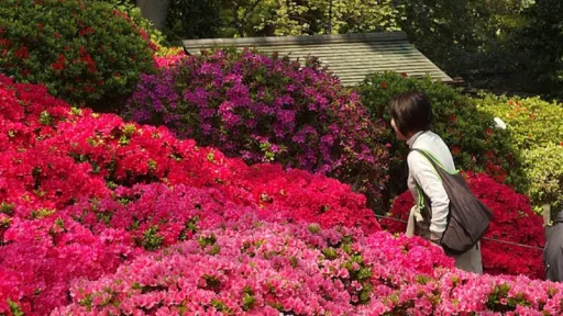 image for article Best Spring Flowers in Japan to See After Sakura