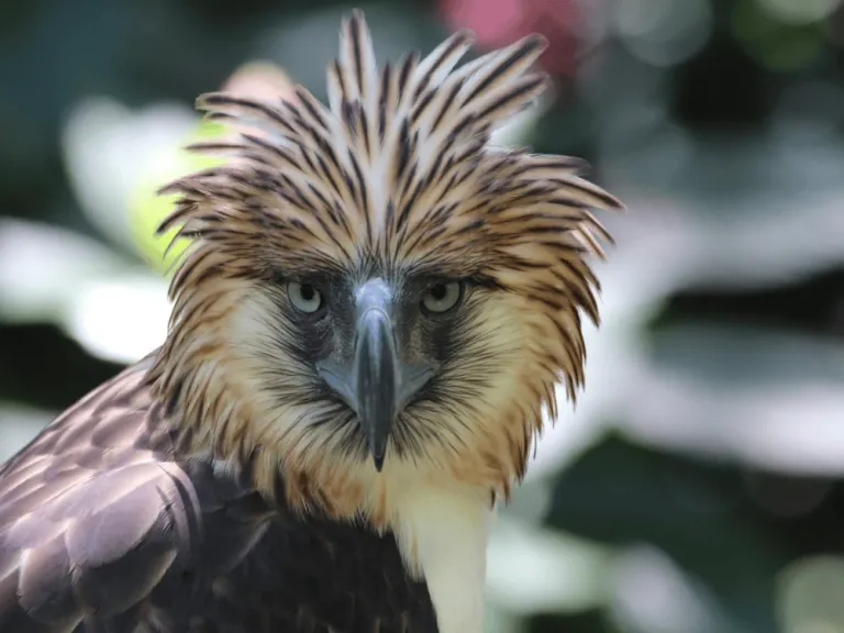 Philippine Eagle Centre in Davao